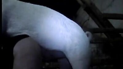 Zoo video: zoo sex uzbekistan