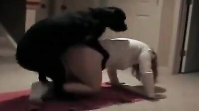 Dog get girl: art of zoo new
