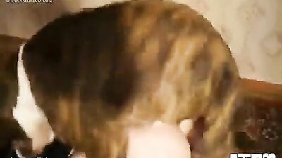 ArtofZoo: Sexy MILF and horny dog sex