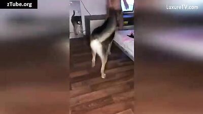 artofzoo russian sonya - zoofilia k9 cock lover