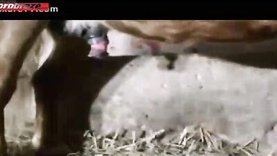 Discover the Wild World of Horse Porn with Fucking Horse
