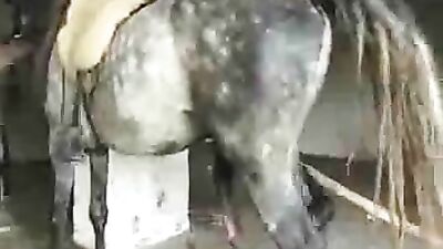 Wild Horse Sex Video Leaves Viewers Blown Away By Its Size