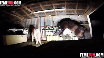 She Dared to Take on a Big Horse's Cock and the Results Were Staggering