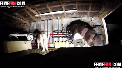 She Dared to Take on a Big Horse's Cock and the Results Were Staggering
