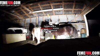 She Dared to Take on a Big Horse's Cock and the Results Were Staggering