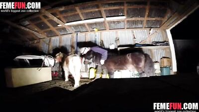 She Dared to Take on a Big Horse's Cock and the Results Were Staggering