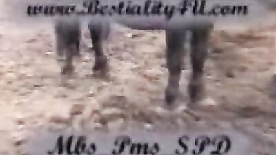 Big Horse Takes On Tiny Challenge - See the Epic Results