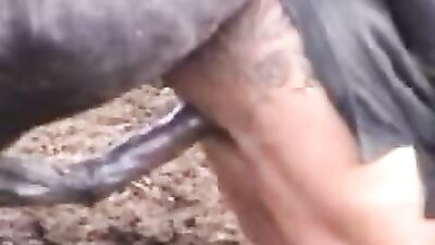Big Horse Takes On Tiny Challenge - See the Epic Results