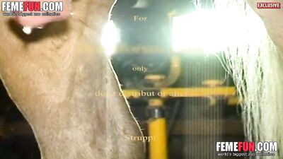 Unleash Your Wild Side: Enjoy Horse Sex Fun for Free at Home
