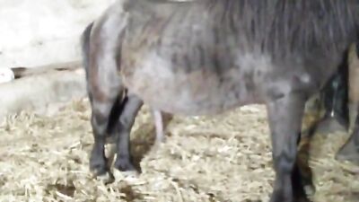 She Never Expected This: Stunning Horse Gives Woman Unforgettable Ride