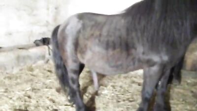 She Never Expected This: Stunning Horse Gives Woman Unforgettable Ride