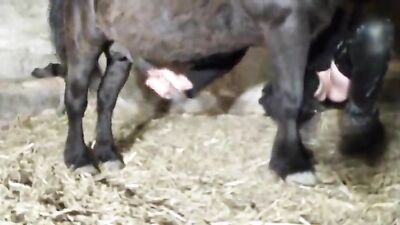 She Never Expected This: Stunning Horse Gives Woman Unforgettable Ride