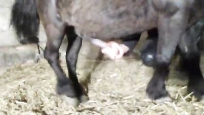 She Never Expected This: Stunning Horse Gives Woman Unforgettable Ride