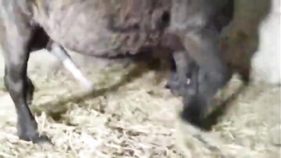 She Never Expected This: Stunning Horse Gives Woman Unforgettable Ride