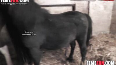 Dirty Girl's Wild Ride: The Uninhibited Love of Horse Fucking Hard