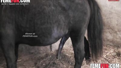 Dirty Girl's Wild Ride: The Uninhibited Love of Horse Fucking Hard