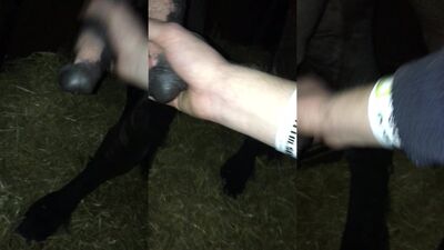 Get Ready to Experience the Most Scandalous Horse Fucking Cook Show Porn - Part 1
