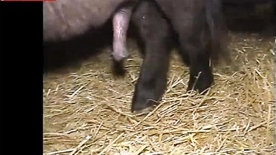 Explore the Unconventional: The Thrill of Fucking a Horse