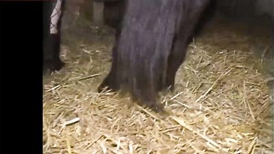 Explore the Unconventional: The Thrill of Fucking a Horse