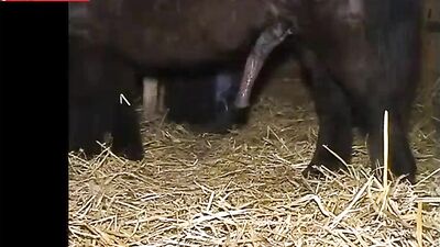 Explore the Unconventional: The Thrill of Fucking a Horse