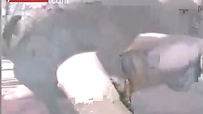 Girl's Wild Ride: She Gets Rocked by a Horse