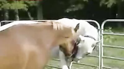 A Match Made in Heaven: A Horse and Horse Love Story
