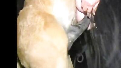 The Unbelievable Bond Between a Horse, a Doggy, and a Woman