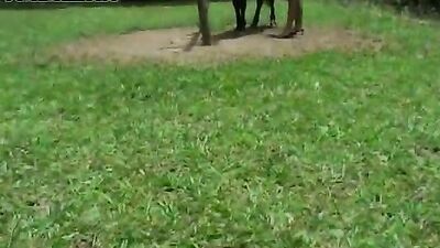 Experience the Wild Eroticism of Horse Fucking - Animal Porn Free