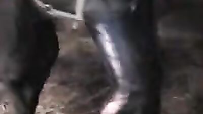 Shock and Awe: Woman Has Sex with Horse