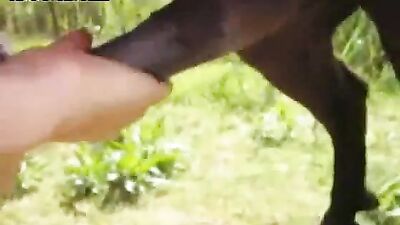 Riding Hard: The Wild World of Horse Fucking Ass