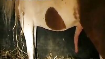 A Woman and Her Best Friends - A Horse and a Dog - Unite in a Stable