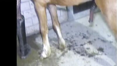 Slut Babe Panties Sucking and Fucking a Horse: A Wild Ride You Won't Forget