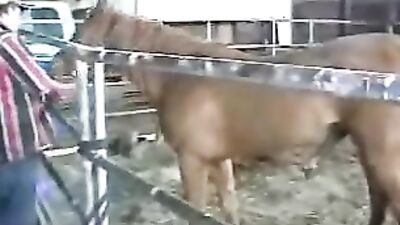 Outrageous Dirty Gay Obsession with Horse Anal Sex Revealed