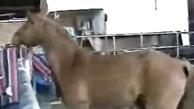 Outrageous Dirty Gay Obsession with Horse Anal Sex Revealed
