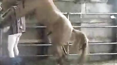 Outrageous Dirty Gay Obsession with Horse Anal Sex Revealed