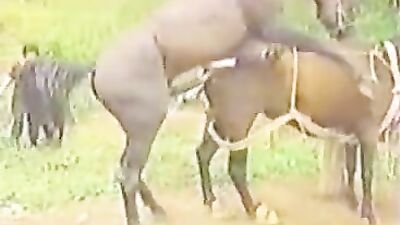 Unbridled Passion: Experience Hardcore Horse Fucking
