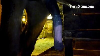 Sensual Seduction: Watch How This Girl Gets Seduced by Horse Porn