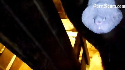 Sensual Seduction: Watch How This Girl Gets Seduced by Horse Porn