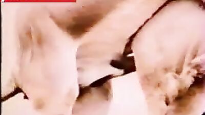 Shock and Awe: Horse Porn Video Goes Viral