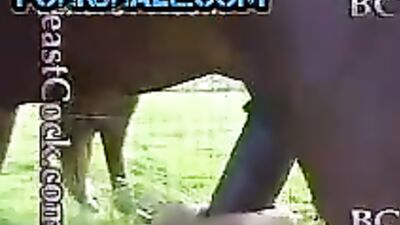 Experience the Wildest Pleasure Ever with Animal Porn Free - Sucking Juicy Cock Suck of My Horse Fuck Free