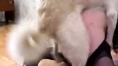 Experience the Delicious Taste of Milf Swallow Cum Horse