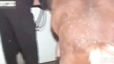 Lucky Horse Makes Hot Latina Babe Sizzle in Part 2