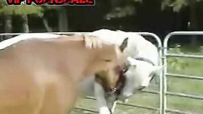 A Unforgettable Bond: The Magnificent Relationship Between Horse and Man