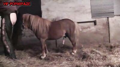 Witness the Unbelievable: A Horse With a Condom-Covered Penis