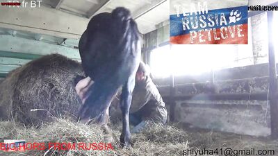 Shock and Awe: Hot Lady Caught Having Sex With Horse in Stable
