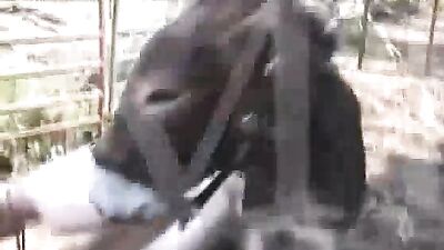 A Poor Man's First Time: Anal Sex with an Animal - A Shocking Tale