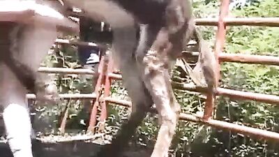 A Poor Man's First Time: Anal Sex with an Animal - A Shocking Tale