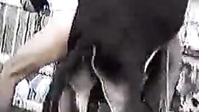 Blonde Horse Fucking: Unleashing An Unforgettable Experience
