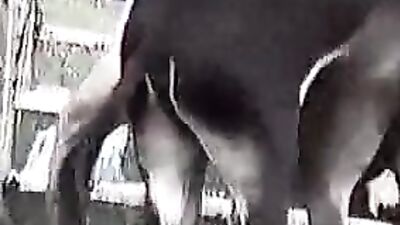 Blonde Horse Fucking: Unleashing An Unforgettable Experience