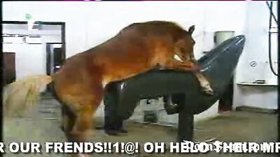 Gallop to Ecstasy: Watch the Latest Horse Porn Video